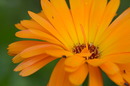 Fotos_Gerbera