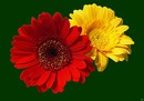 Fotos_Gerbera