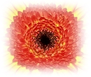 Fotos_Gerbera