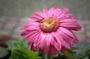 Fotos_Gerbera