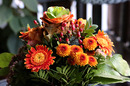 Fotos_Gerbera