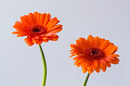 Fotos_Gerbera