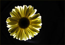 Fotos_Gerbera