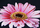 Fotos_Gerbera
