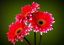 Gerbera