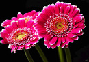 Gerbera