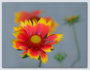 Fotos_Gerbera