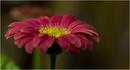 Fotos_Gerbera