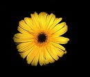 Fotos_Gerbera