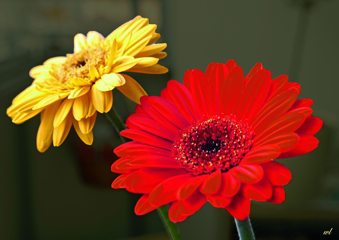 Gerbera