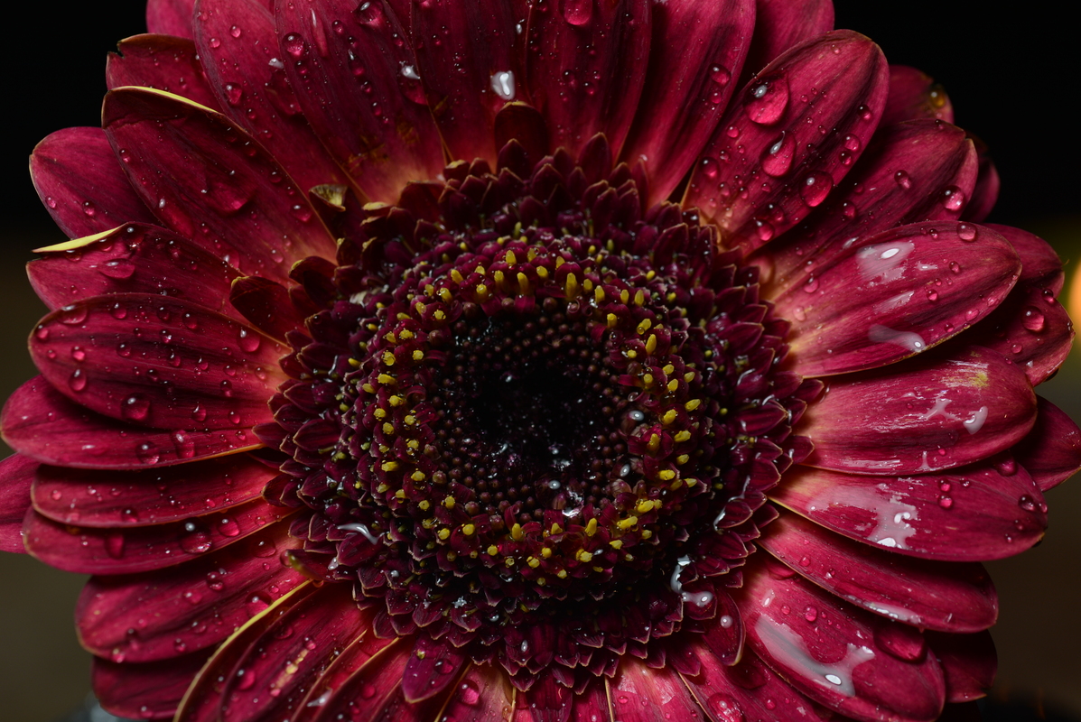 Gerbera