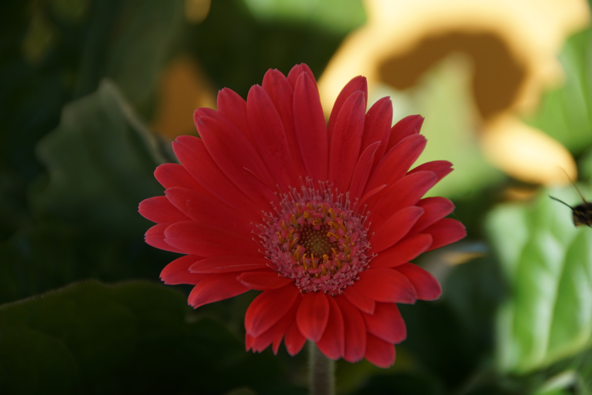 das letzte Aufbäumen gegen den Herbst