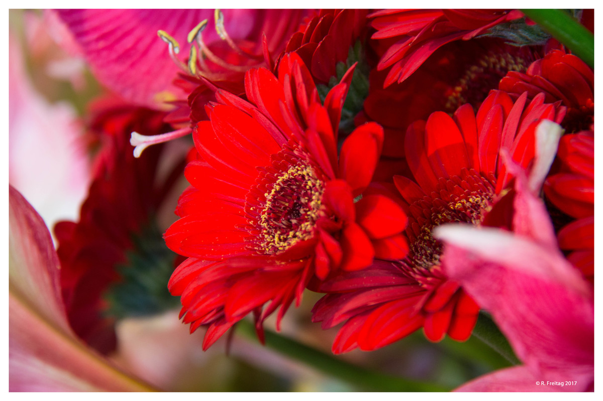 Gerbera