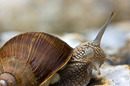 Weinbergschnecke