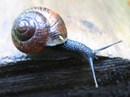 Fotos_Schnecken & Muscheln