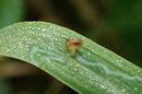 Schleimspur