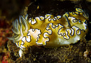 Nacktschnecke