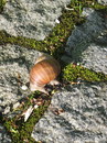 Wegkreuzung einer Schnecke