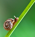 Fotos_Schnecken & Muscheln