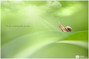 Schnecke im Licht
