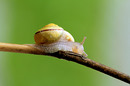 Schnecke 2