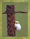 SCHNECKE