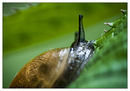 Portrait einer Waldschnecke