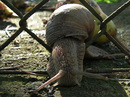 Weinbergschnecke