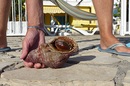 Fotos_Schnecken & Muscheln