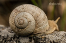 Schnecke