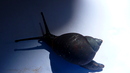 Schnecke wackelt mit Hinterteil