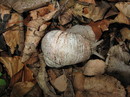 Weinbergschnecke im Schlosspark Vechelde (27. April 2010) --- 1. Foto ---