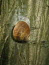 Weinbergschnecke im Schlosspark Vechelde (27. April 2010) ---3. Foto ---