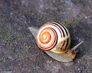 Fotos_Schnecken & Muscheln