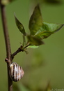 Schnecke am Fliederstämmchen!
