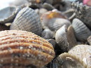 Muscheln am Strand