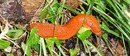 Nackt(schnecke)