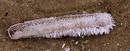 Eismuschel