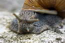 Schneckenportrait