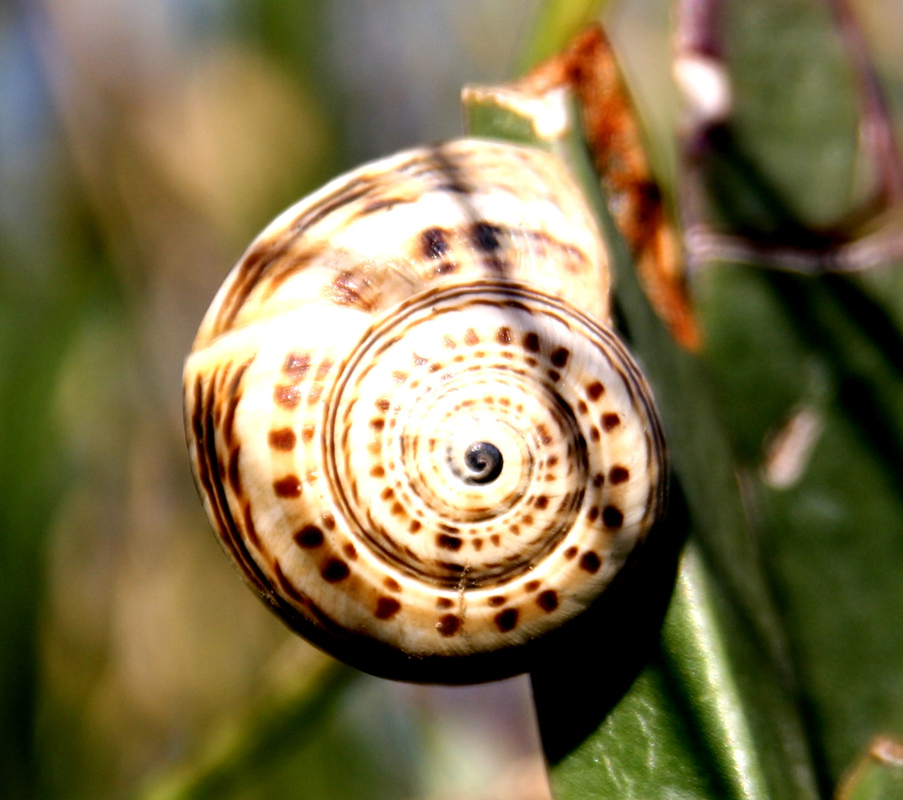 Schnecke