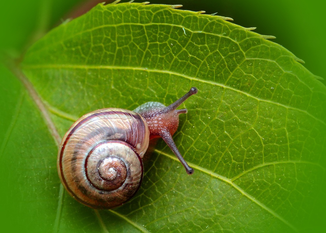 Schnecke