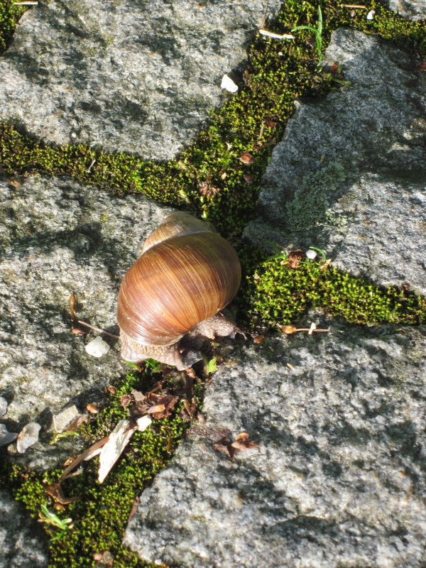 Wegkreuzung einer Schnecke