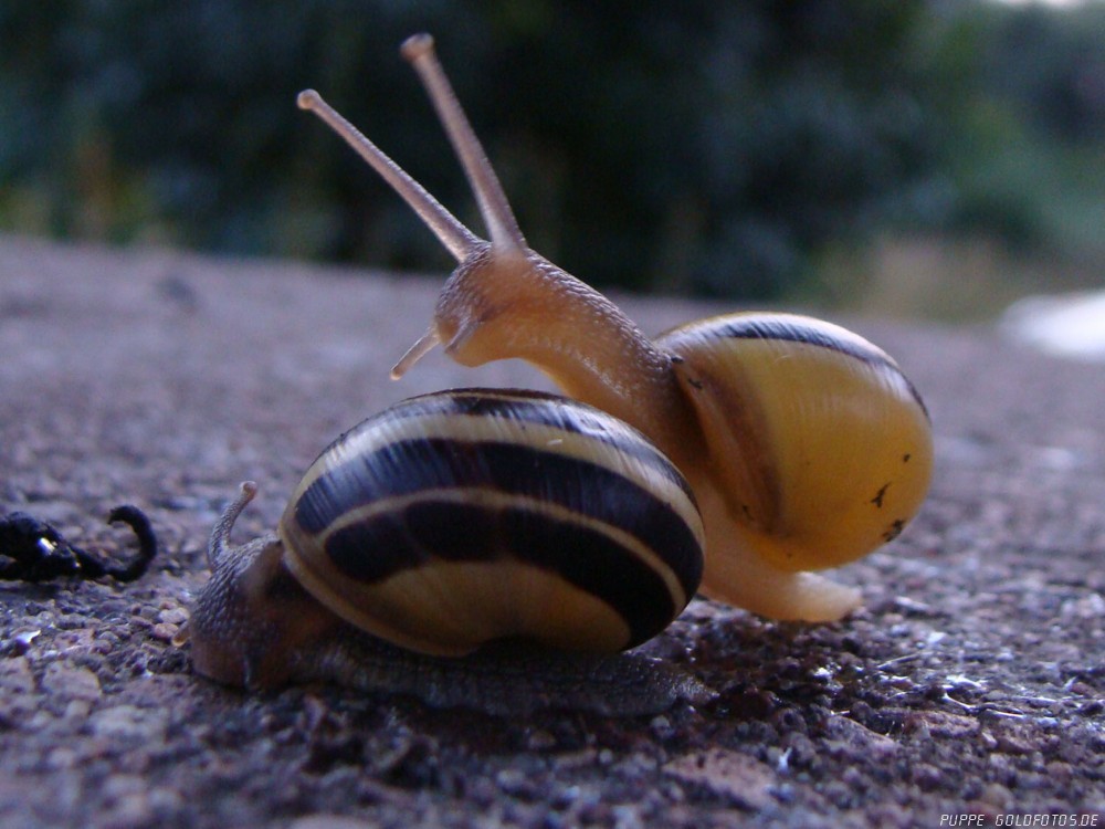 Schnecken