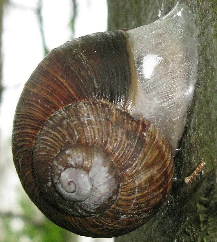 Weinbergschnecke in Trockenruhe im Schlosspark Vechelde (29. April 2010) --- 2. Foto ---