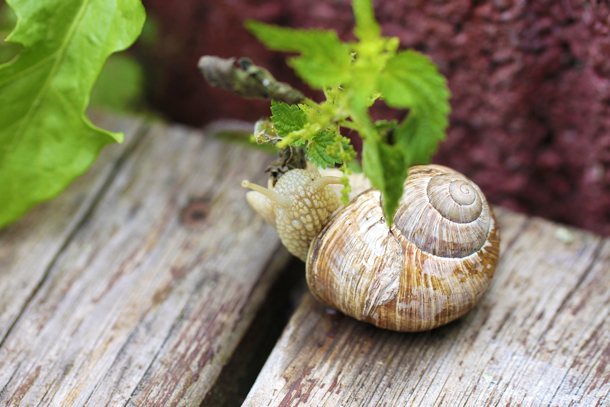 Schnecke frisst ein Blatt
