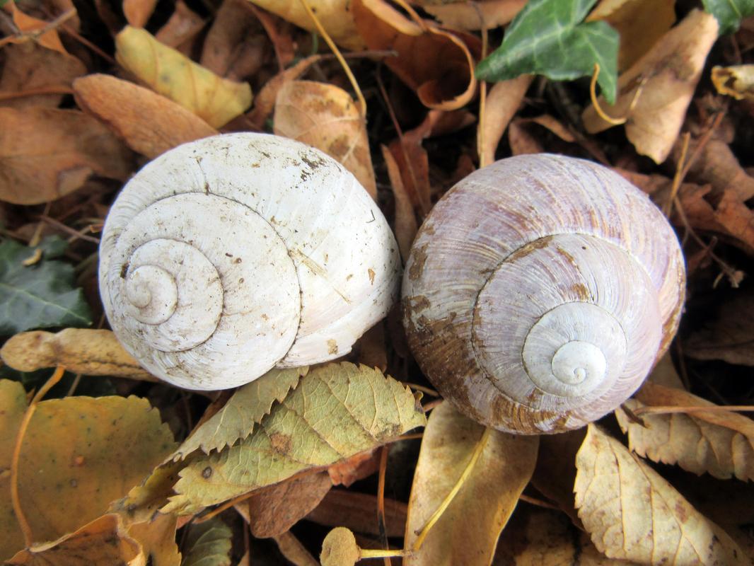 Verlassenene Häuschen