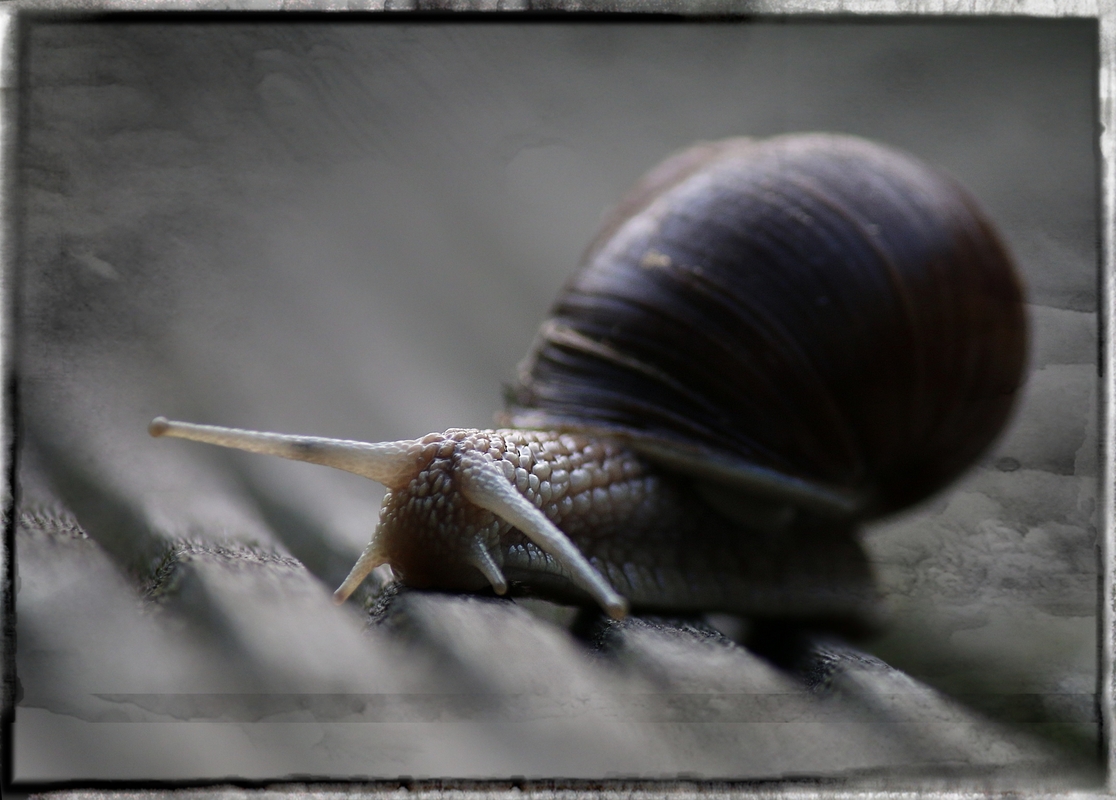 Wie schnell kriecht die Schnecke?