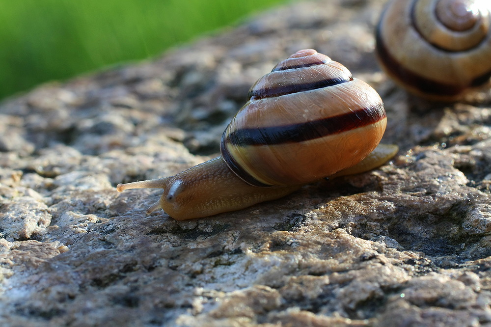 Na du Schnecke!!!!