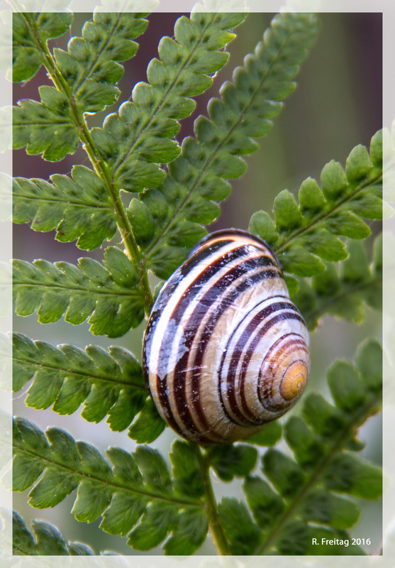 Schnecke auf Farn