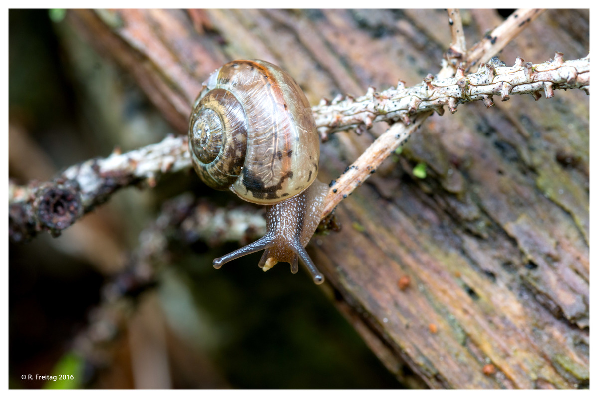 Schnecke